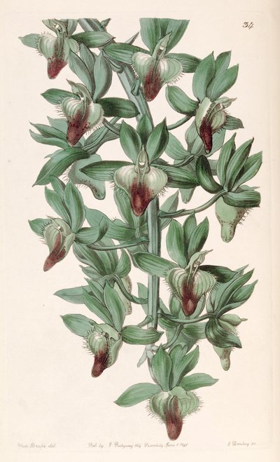 Catasetum socco by Miss Drake